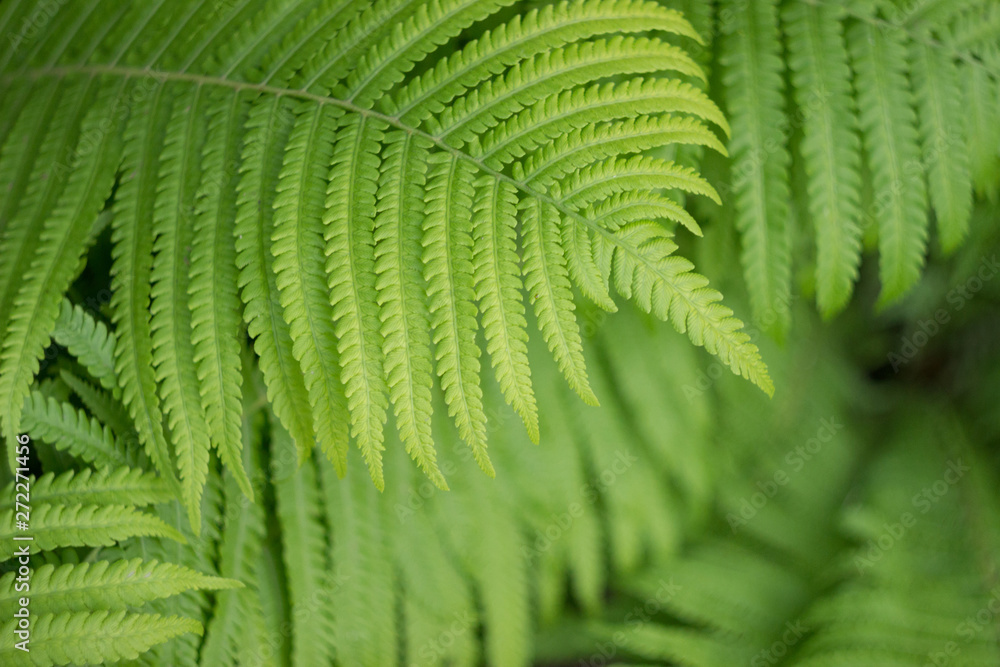 Beautyful fern leaves in a garden, close up Beautyful fern leaves in a garden, close up