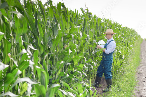 Farmer with clipboard inspecting corn at field