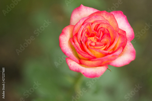 Pink rose in the garden, close up