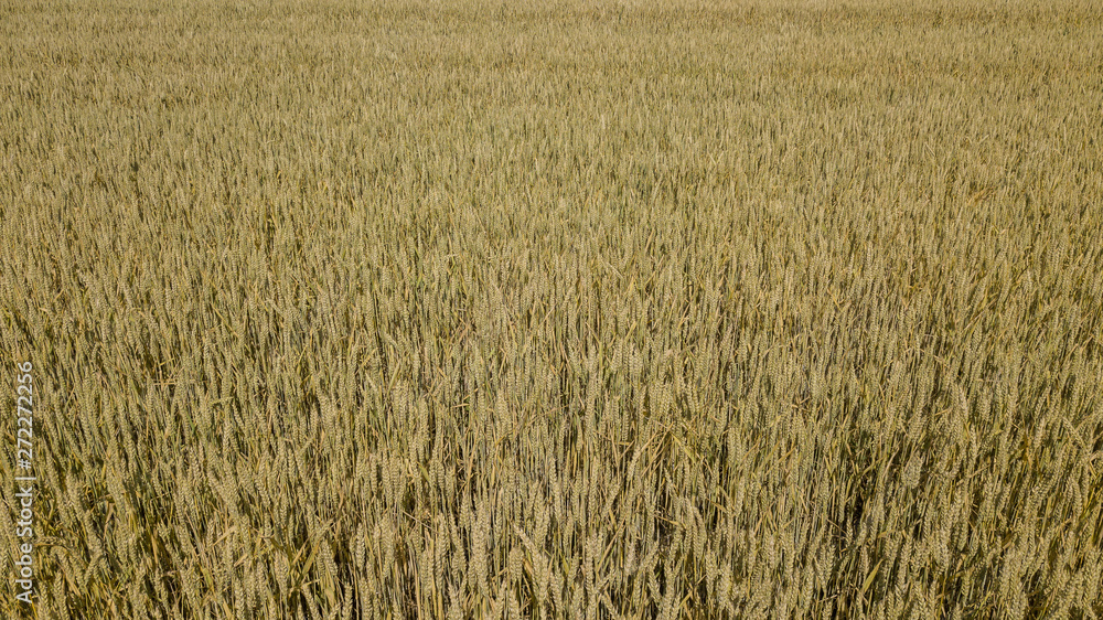 Barley field and sunny day, beautiful nature landscape. Rural scenery under shining sunlight. Barley field and sunny day, beautiful nature landscape. Rural scenery under shining sunlight.