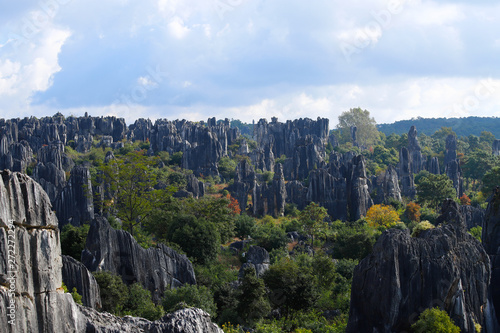 The Stone Forest landscape in Yunnan. This is a limestone formations located in Shilin Karst area  Yunnan  China