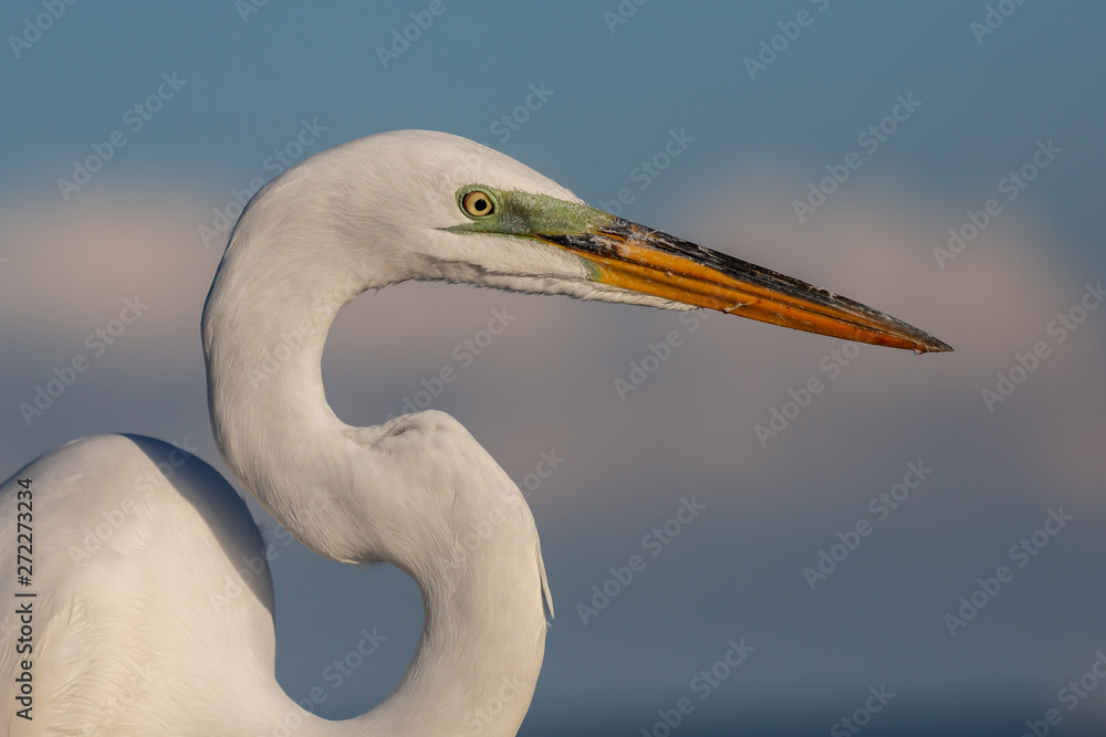 Great white egret portrait (Ardea alba), Everglades national park, Florida Great white egret portrait (Ardea alba), Everglades national park, Florida