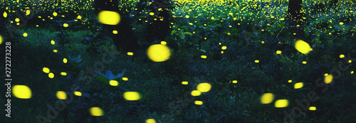 Bokeh light of firefly in forest © Peera