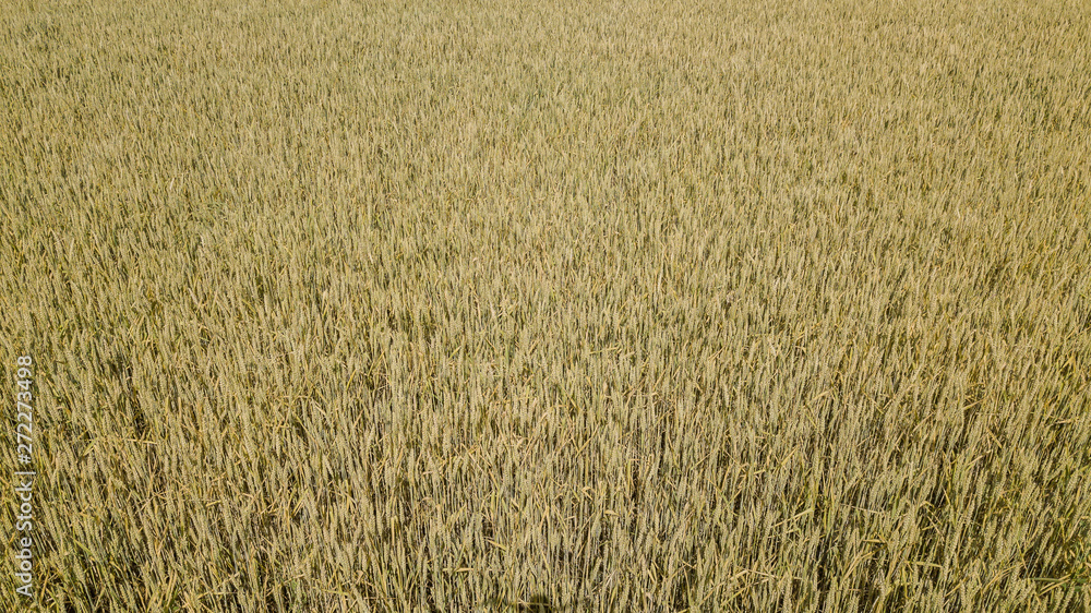 Wheat field and sunny day, beautiful nature landscape. Rural scenery under shining sunlight. Wheat field and sunny day, beautiful nature landscape. Rural scenery under shining sunlight.