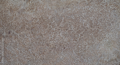 Nature salao burl wood striped