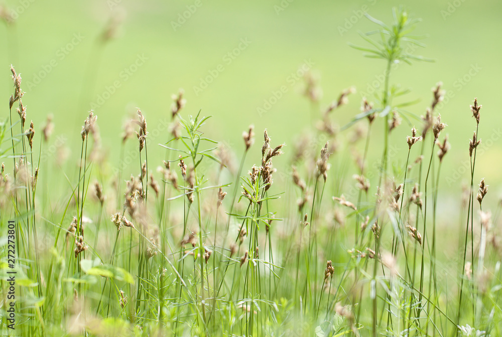 blooming grass in the summer field