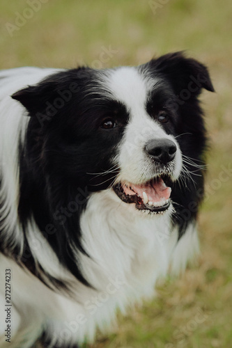beautiful spring portrait of adorable black and white border collie in the blossoming park © Kseniya