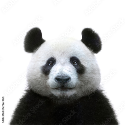 panda bear face isolated on white background photo