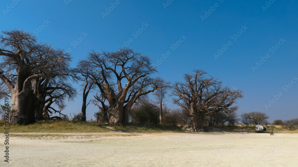 Baobab trees in desert landscape Baobab trees in desert landscape