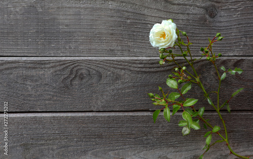 Wild white rose in front of weathered old and grey vintage wood