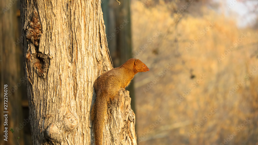 Obraz premium Close up of Yellow Mongoose in Central Kalahari Game reserve
