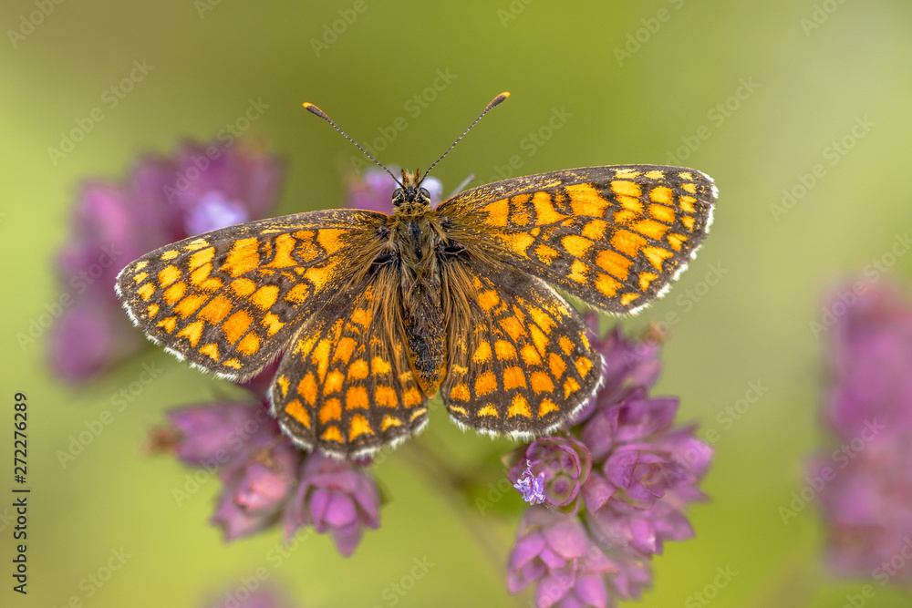 Fototapeta premium Meadow fritillary butterfly