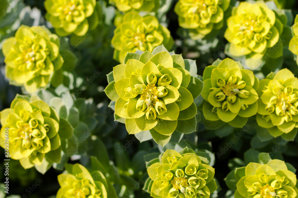A group of Pallas's Euphorbia with inflorescences in the shape of umbrellas, A group of Pallas's Euphorbia with inflorescences in the shape of umbrellas,
