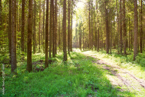 Sunny forest landscape . Spruce forest. © Александр Поташев