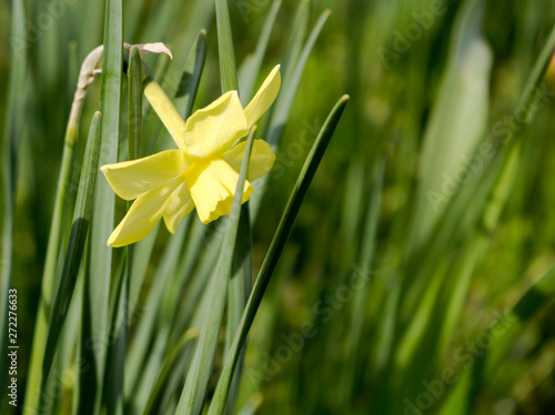 Valokuva Yellow flower of Narcissus Triandrus surrounded by ribbon-like leaves