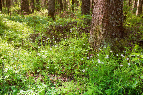 Fototapeta Naklejka Na Ścianę i Meble -  Sunny forest landscape . Spruce forest.