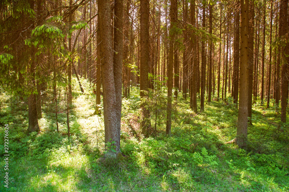 Fototapeta premium Sunny forest landscape . Spruce forest.