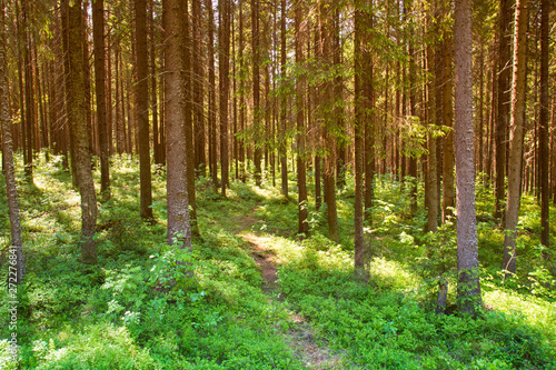 Sunny forest landscape . Spruce forest.