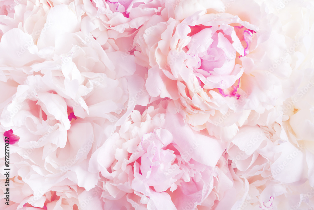 Beautiful floral background from pink and white peony flowers.