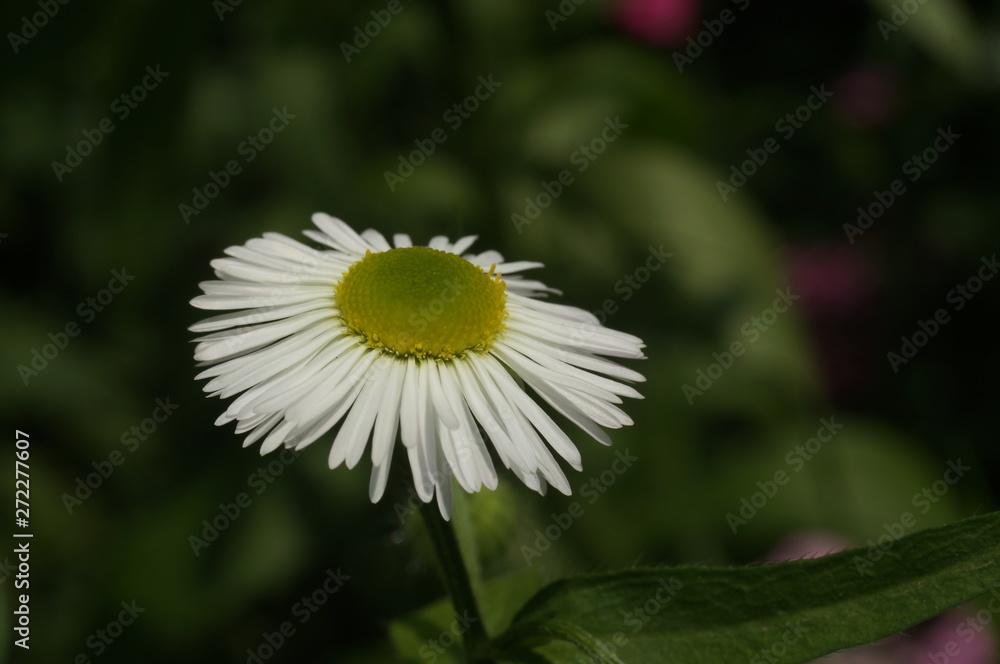 Obraz premium Скромность