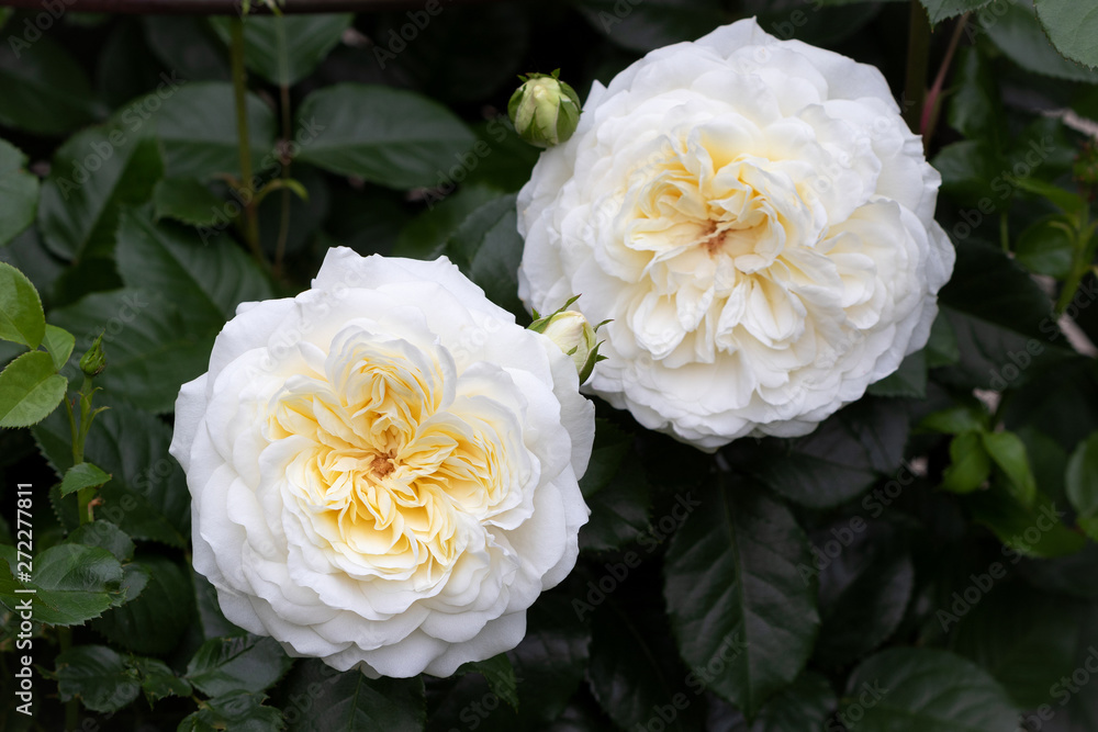 englische Rose Tranquility in Weiß