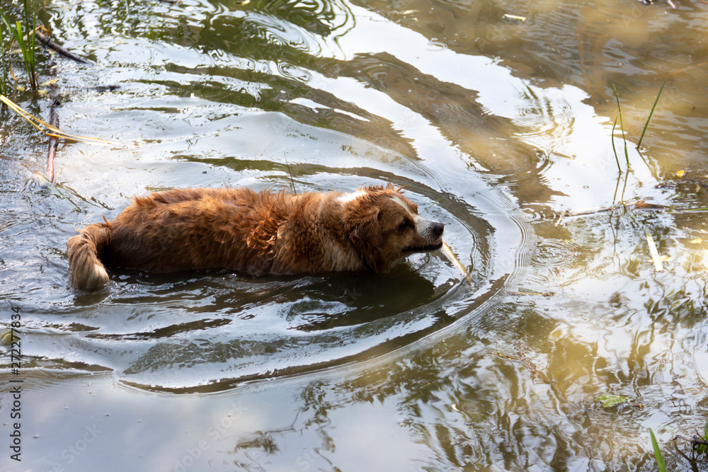 the dog enjoys the cool water of the lake on a hot summer day the dog enjoys the cool water of the lake on a hot summer day