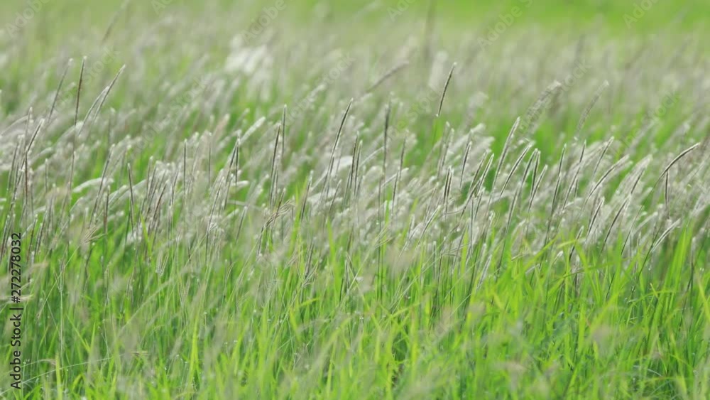 white grass flower gently by the wind in the nature. white grass flower gently by the wind in the nature.