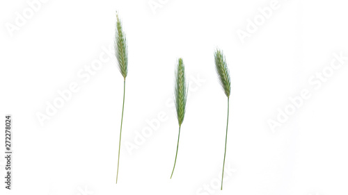Sweet vernal grass isolated on white. Anthoxanthum odoratum