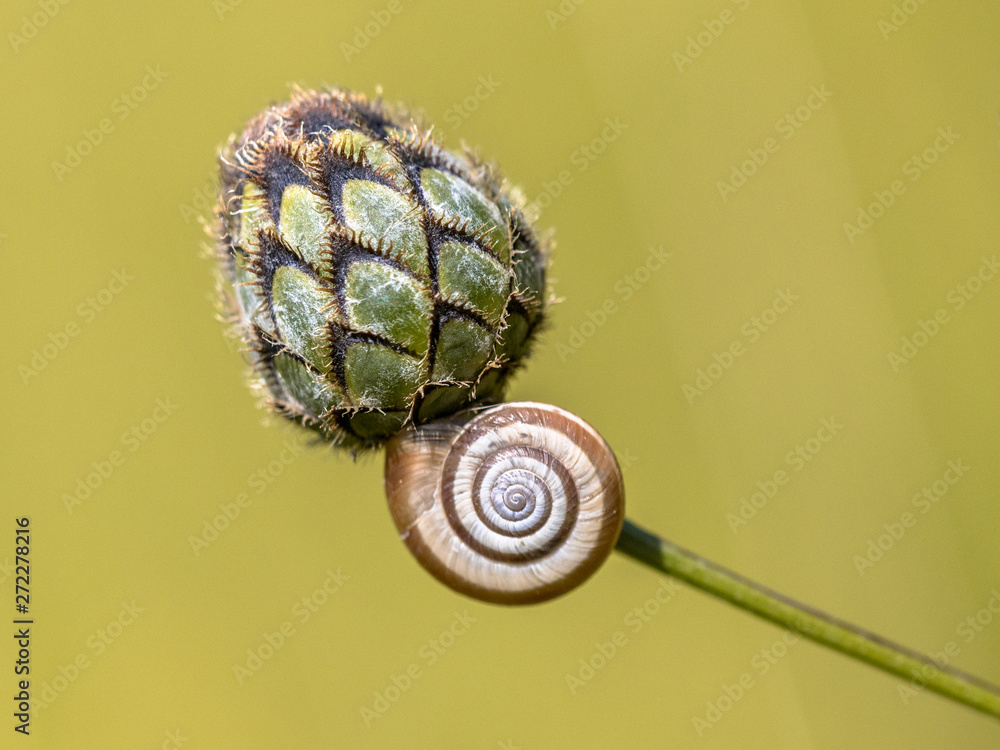 Still life of house snail on flower bud Still life of house snail on flower bud