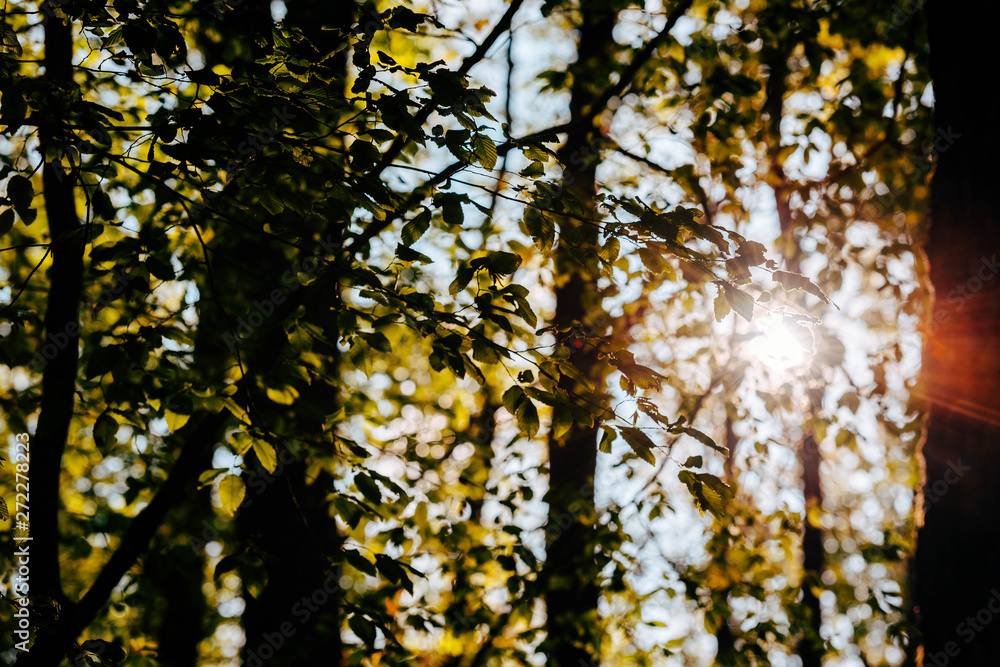 Fototapeta premium Reportage photo our l'office du tourisme de la Vallée de Loire et du Cher