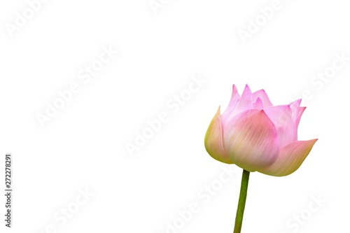 Pink lotus flower with green leaf isolate on white background.