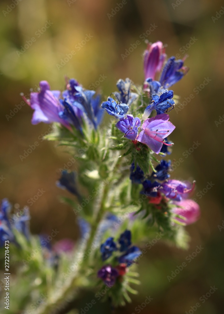 Fototapeta premium Fleurs bleues et mauves
