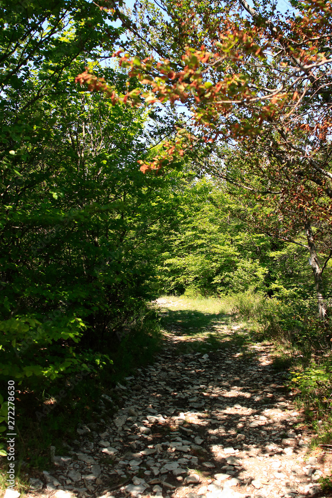 Chemin forestier