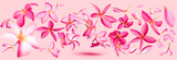 Pink frangipani or plumeria flower petals flying