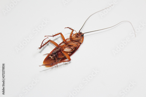 Roaches lie dead on wooden floor, Dead cockroach ,Close up face , Close up roaches © TeacherX555