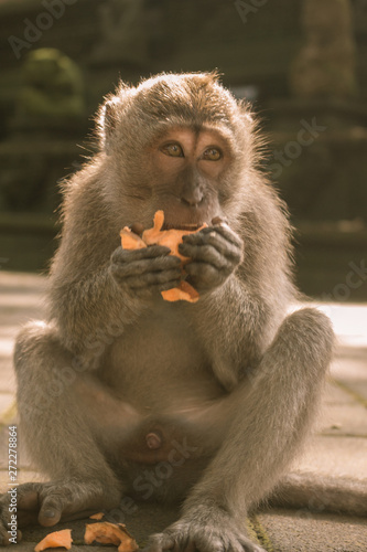 Balinese Macaque