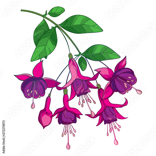 Fotografie, Obraz Branch of outline purple Fuchsia flower bunch, bud and ornate green leaf isolated on white background