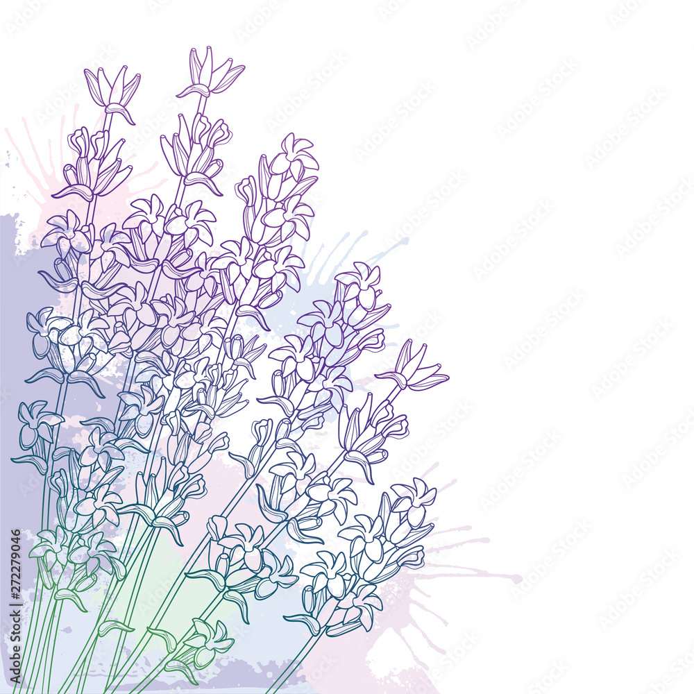 Corner bouquet with outline Lavender flower bunch, bud and leaves in pastel purple and green on the white background.