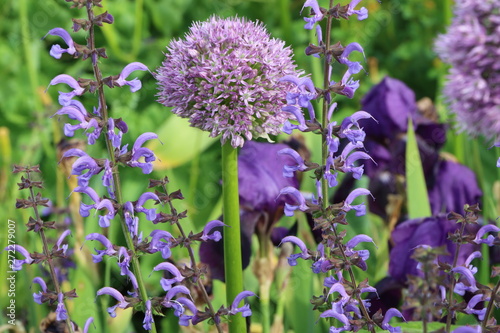 Naturnaher Garten in lila, Heilsalbei (Salvia officinalis) und Zierlauch (Allium), bienenfreundlicher Garten