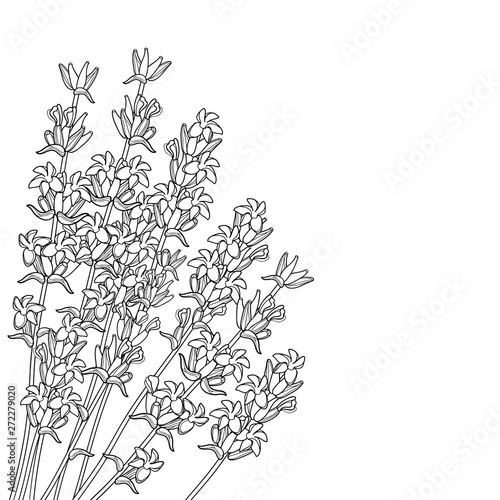 Fototapeta Naklejka Na Ścianę i Meble -  Corner bouquet with outline Lavender flower bunch, bud and leaves in black isolated on white background.