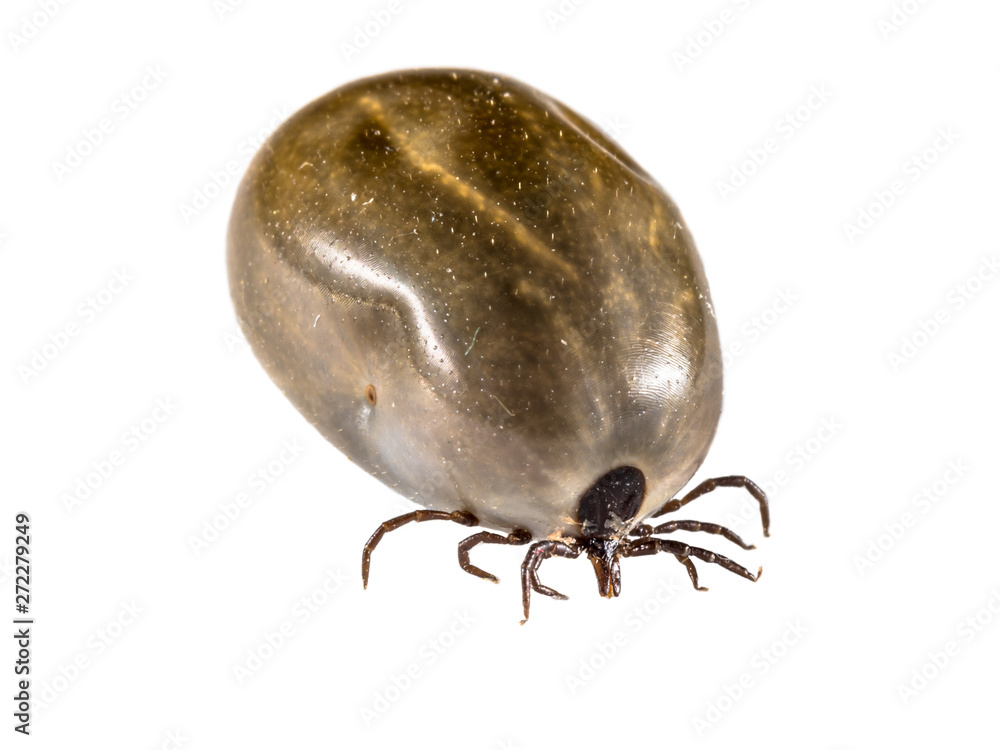 Castor Bean Tick Castor Bean Tick