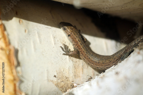 Macro photo of a little brown lizard. lizard basks in the sun on birch wood  birch bark