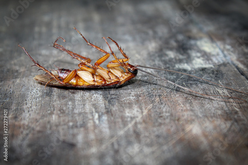Roaches lie dead on wooden floor, Dead cockroach ,Close up face , Close up roaches © TeacherX555