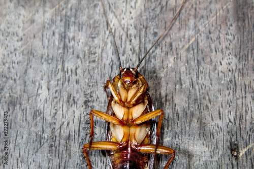 Roaches lie dead on wooden floor, Dead cockroach ,Close up face , Close up roaches