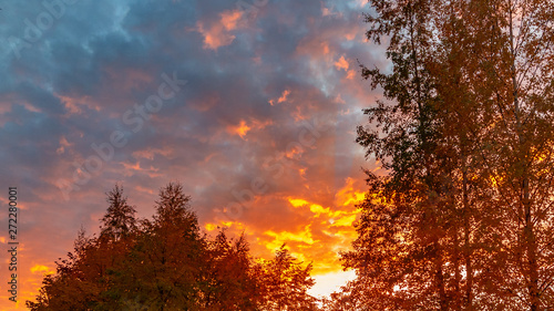 Autumn treetops against a cloudy sky at sunset. Background