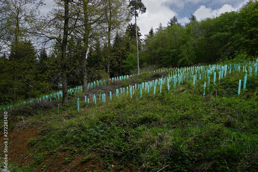 Waldverjüngung am Albtrauf, Schwäbische Alb, reforestation Waldverjüngung am Albtrauf, Schwäbische Alb, reforestation