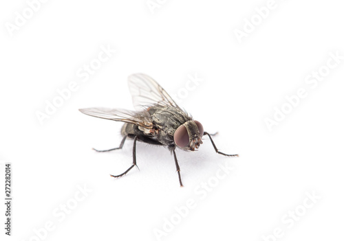 fly isolated on a white © nata777_7