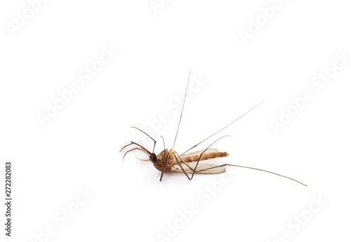 Dead Mosquito isolated on white background