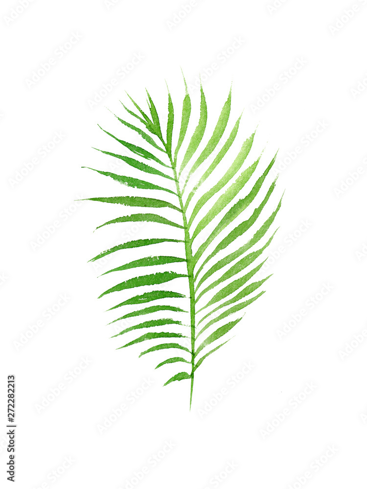 hand drawn watercolor coconut palm tree leaf isolated on white background hand drawn watercolor coconut palm tree leaf isolated on white background