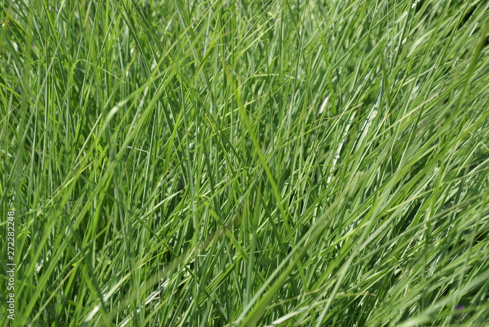 Langes Gras im Sommer 2019259 Langes Gras im Sommer 2019259